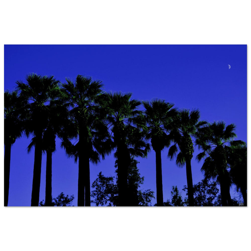 "AMALIA PALMS"_Aluminium Print or Fine Art Poster_Tirage sur aluminium ou affiche d’art