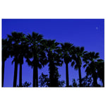 "AMALIA PALMS"_Aluminium Print or Fine Art Poster_Tirage sur aluminium ou affiche d’art