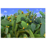 "OPUNTIA 01"_Aluminium Print or Fine Art Poster_Tirage sur aluminium ou affiche d’art
