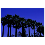 "AMALIA PALMS"_Premium Semi-Glossy Poster_Affiche en papier semi-brillant premium